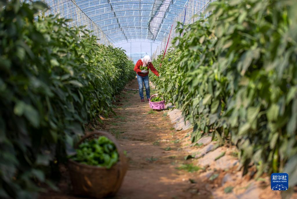 皇冠游戏官方